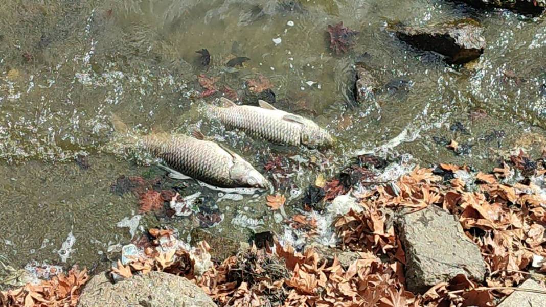 O kentte korkunç manzara: Maske ve eldivenle kamyonete yüklediler! Mahalleli endişeli: Daha önce böyle bir şey yaşamadık 14